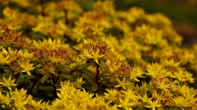 31 plantas perennes atractivas y sencillas amantes del sol