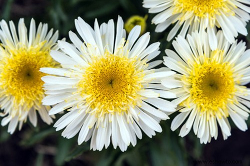 31 plantas perennes atractivas y sencillas amantes del sol