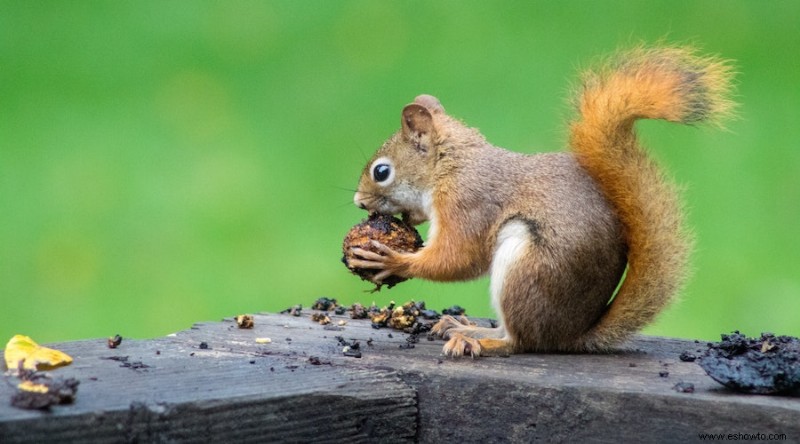 Cómo mantener a las ardillas fuera de su jardín