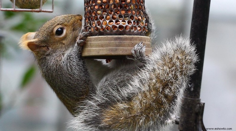 Cómo mantener a las ardillas fuera de su jardín