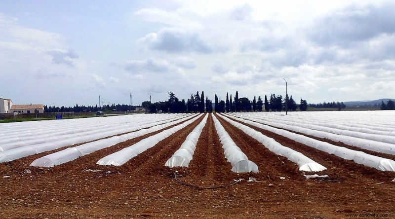 Cómo eliminar las malas hierbas de forma natural