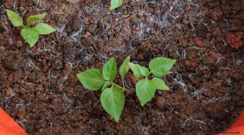 Cómo deshacerse de los mosquitos en su jardín