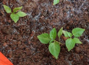 Guía práctica: Cómo eliminar mosquitos del jardín de forma natural y efectiva