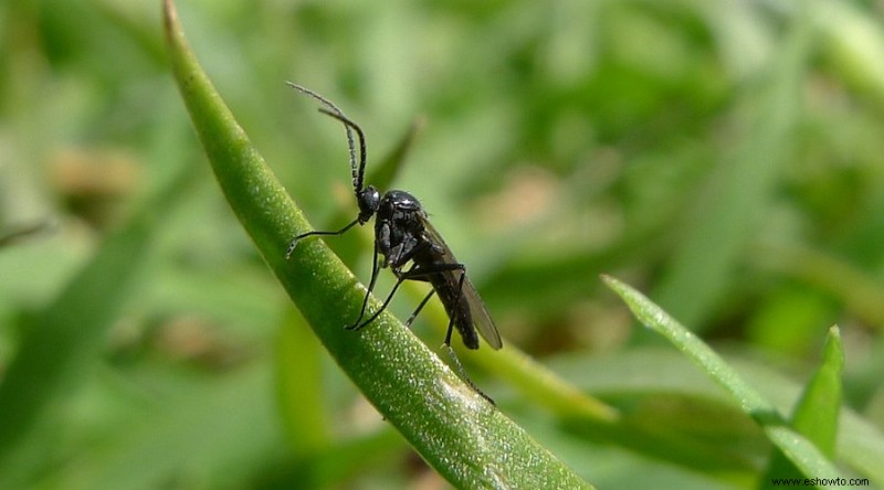 Cómo deshacerse de los mosquitos en su jardín