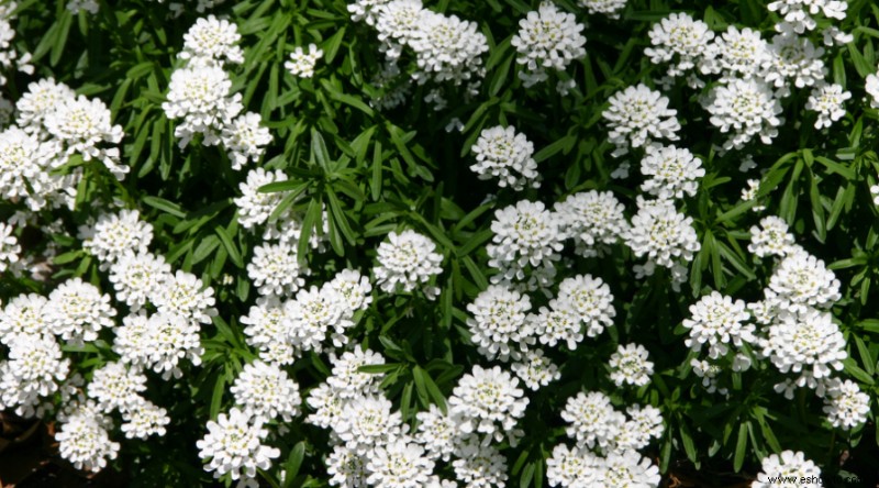 Plantas de muros de contención para que su paisaje se destaque