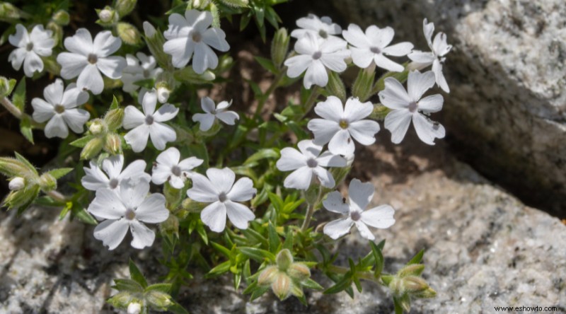 Plantas de muros de contención para que su paisaje se destaque