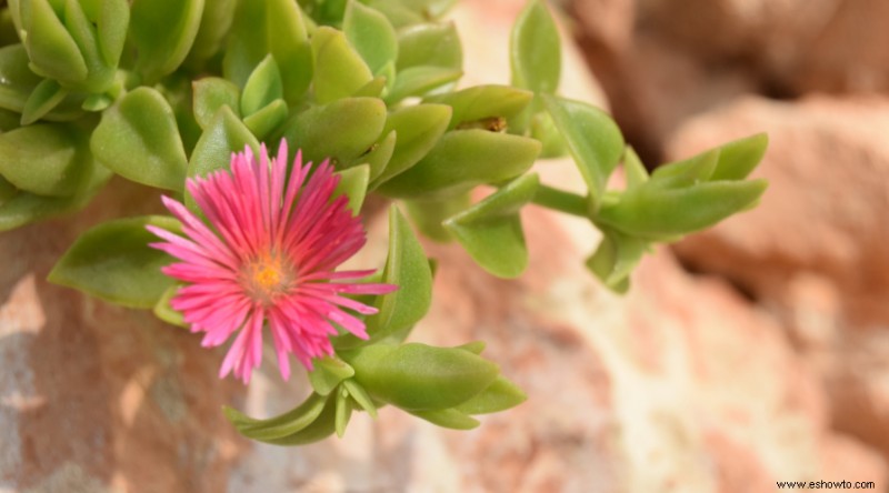 Plantas de muros de contención para que su paisaje se destaque