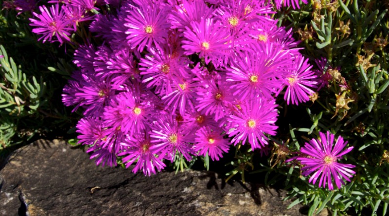 Plantas de muros de contención para que su paisaje se destaque