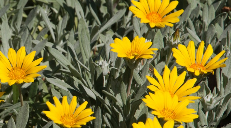 Plantas de muros de contención para que su paisaje se destaque