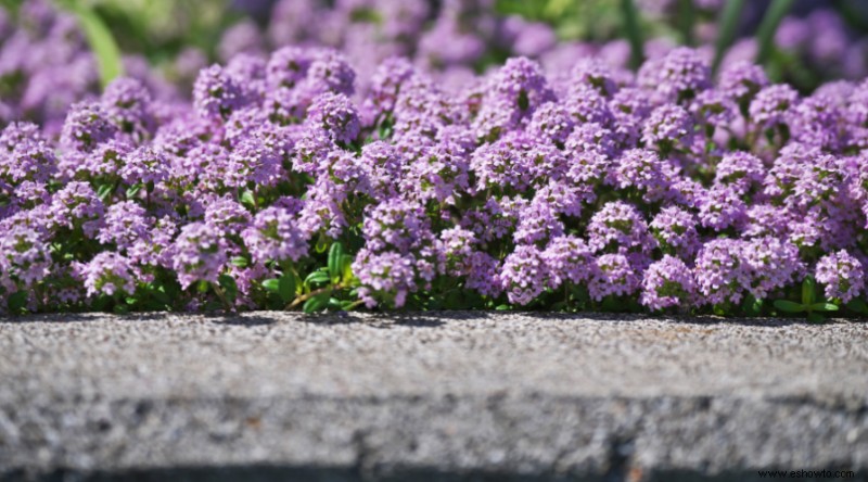 Plantas de muros de contención para que su paisaje se destaque