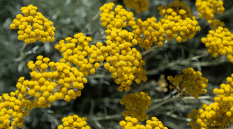 Plantas de muros de contención para que su paisaje se destaque