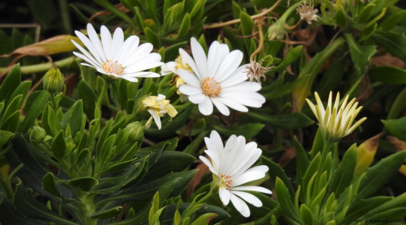 Plantas de muros de contención para que su paisaje se destaque