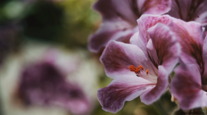 Plantas de muros de contención para que su paisaje se destaque