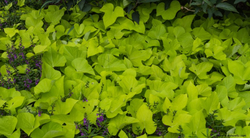 Plantas de muros de contención para que su paisaje se destaque