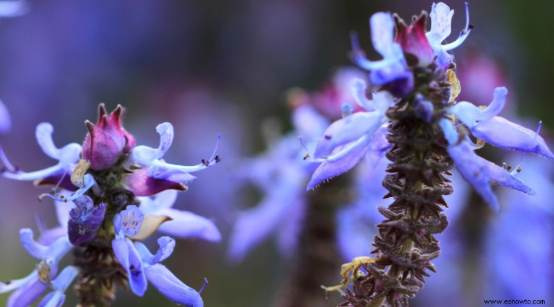 Plantas de muros de contención para que su paisaje se destaque