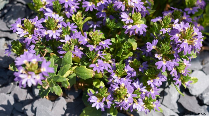 Plantas de muros de contención para que su paisaje se destaque