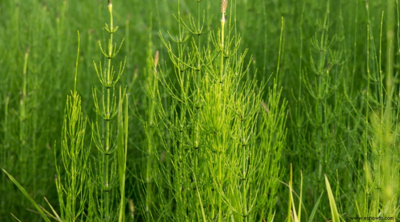 Plantas de muros de contención para que su paisaje se destaque