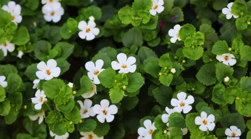 Plantas de muros de contención para que su paisaje se destaque