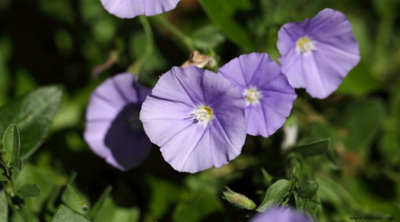 Plantas de muros de contención para que su paisaje se destaque