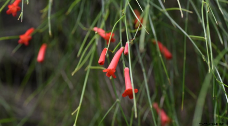 Plantas de muros de contención para que su paisaje se destaque