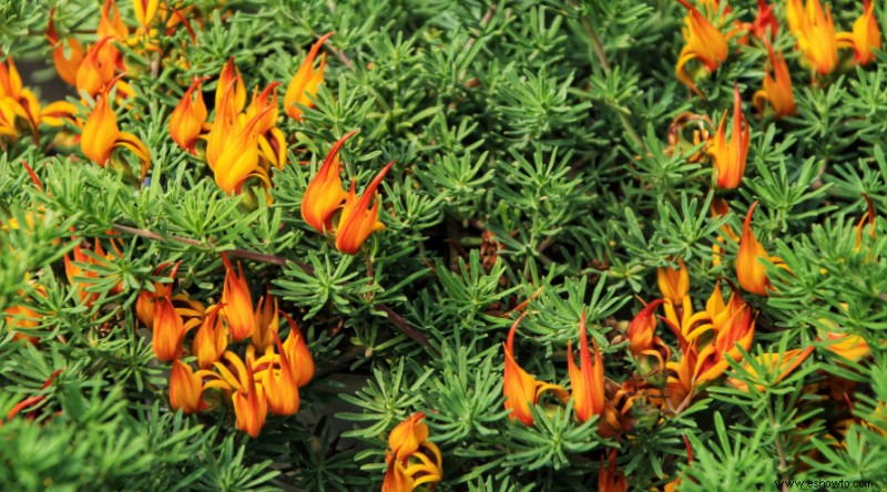 Plantas de muros de contención para que su paisaje se destaque