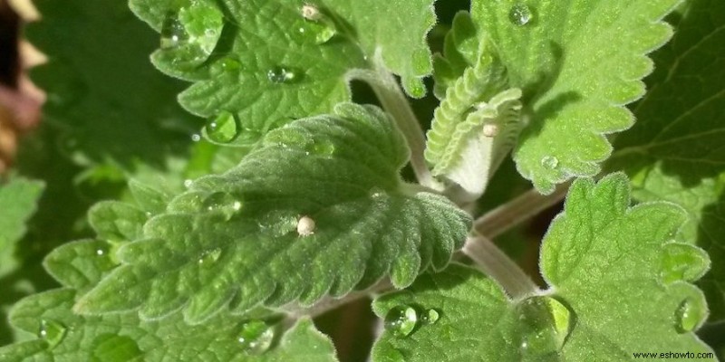 13 plantas que repelen moscas