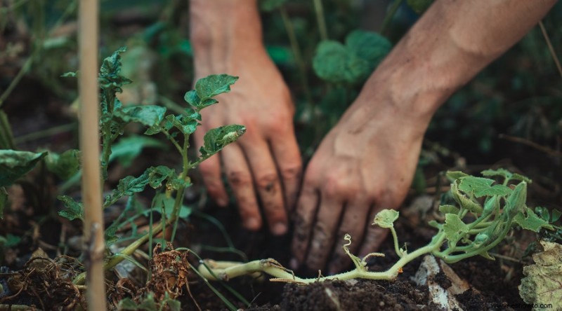 171 Citas y dichos inspiradores sobre jardinería