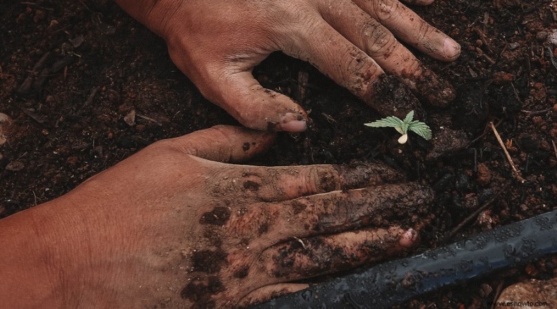 171 Citas y dichos inspiradores sobre jardinería