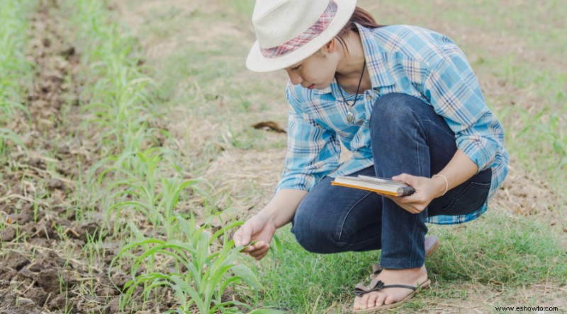 15 tareas esenciales de jardinería de primavera