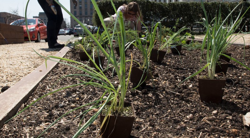 15 tareas esenciales de jardinería de primavera