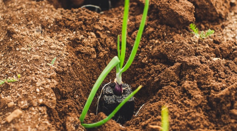 15 tareas esenciales de jardinería de primavera