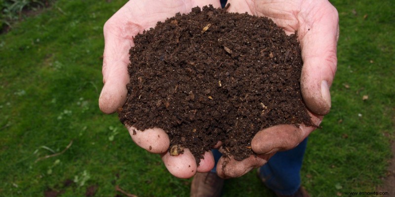 ¿Qué plantas crecen en suelos alcalinos?