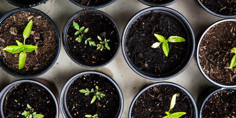 ¿Qué plantas crecen en suelos alcalinos?