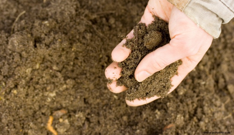 ¿Qué plantas crecen en suelos alcalinos?