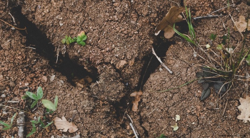 15 plantas que combaten la erosión del suelo