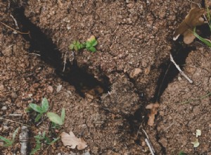 15 Plantas Efectivas para Combatir la Erosión del Suelo en tu Jardín