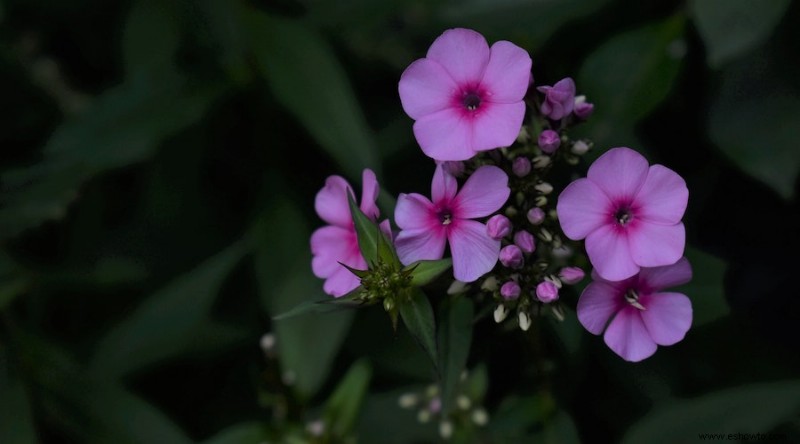 15 plantas que combaten la erosión del suelo