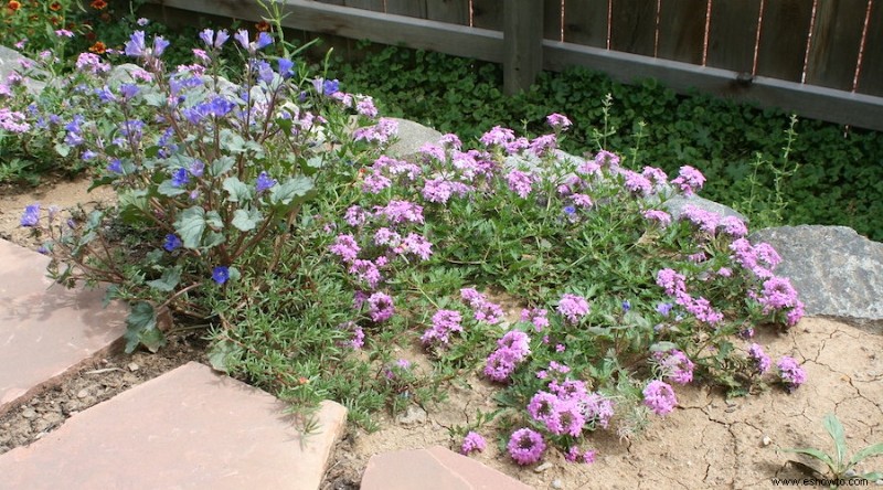 15 plantas que combaten la erosión del suelo