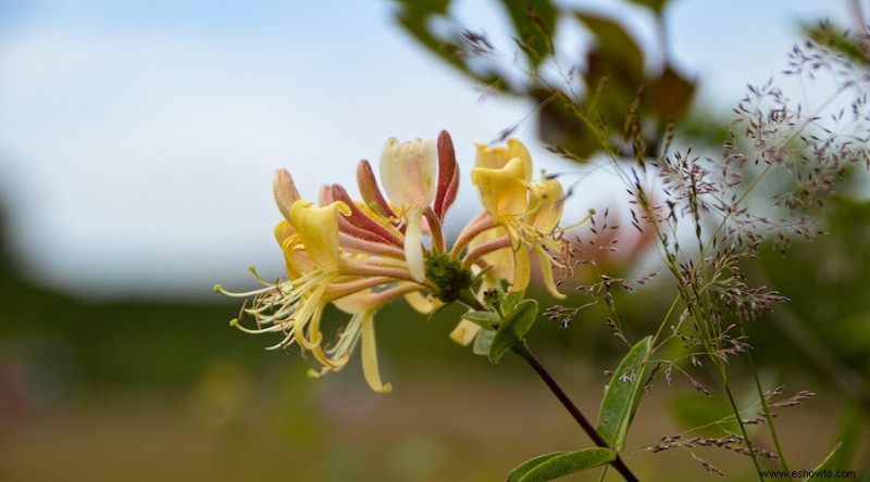 15 plantas que combaten la erosión del suelo