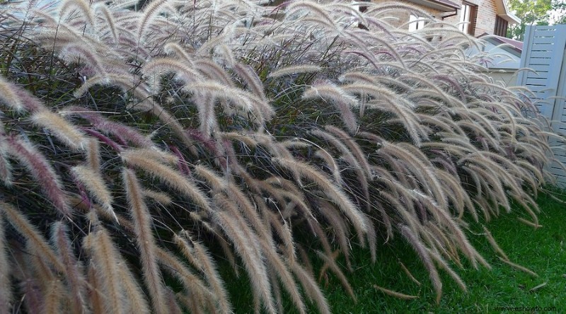 15 plantas que combaten la erosión del suelo