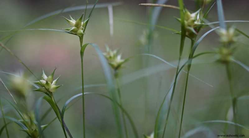 15 plantas que combaten la erosión del suelo