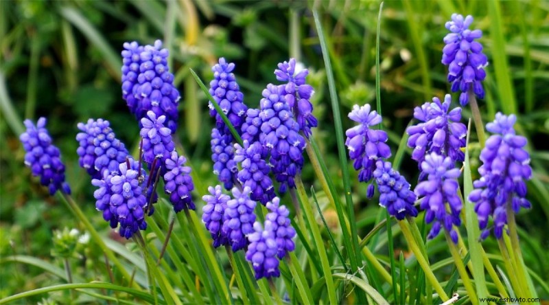 20 de las mejores flores de principios de primavera que debes plantar