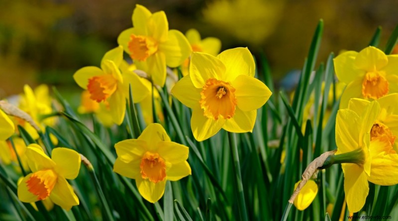 20 de las mejores flores de principios de primavera que debes plantar