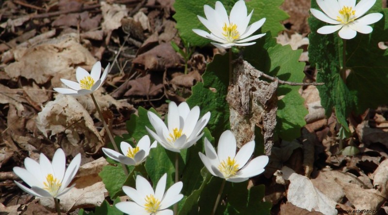 20 de las mejores flores de principios de primavera que debes plantar