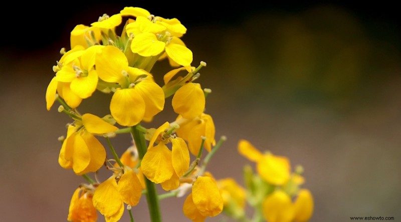 20 de las mejores flores de principios de primavera que debes plantar