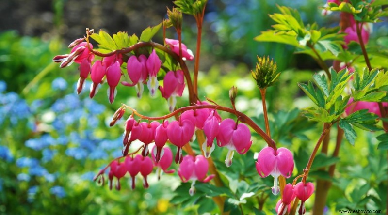 20 de las mejores flores de principios de primavera que debes plantar