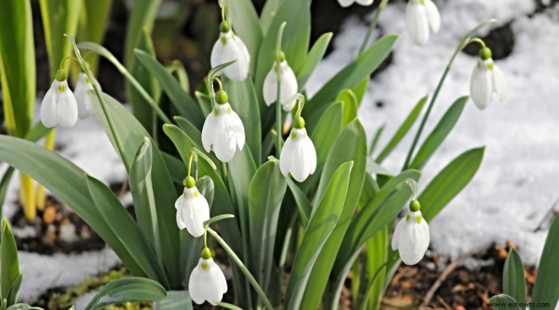 20 de las mejores flores de principios de primavera que debes plantar