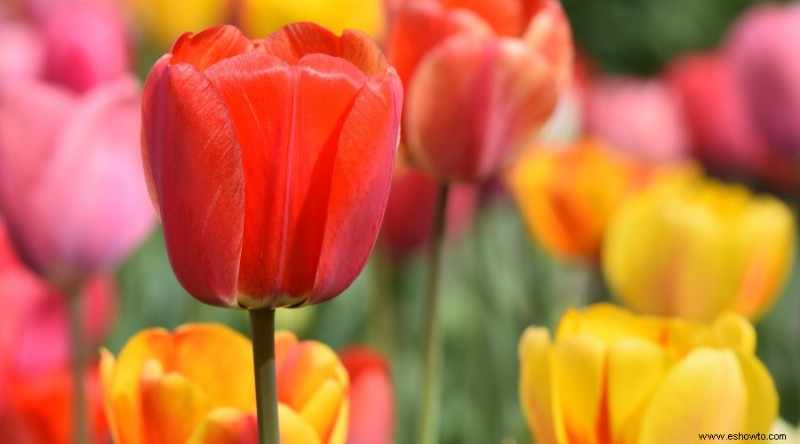 20 de las mejores flores de principios de primavera que debes plantar