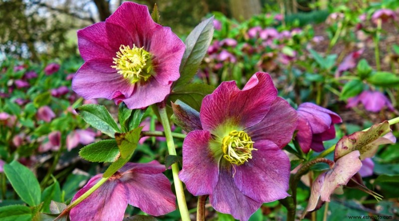 20 de las mejores flores de principios de primavera que debes plantar