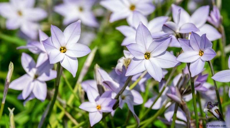 20 de las mejores flores de principios de primavera que debes plantar